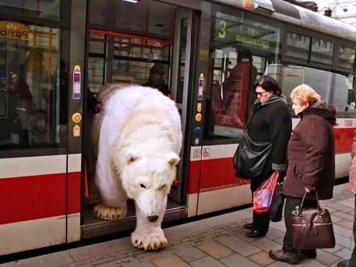 Bizarre Pictures bear in public transportation