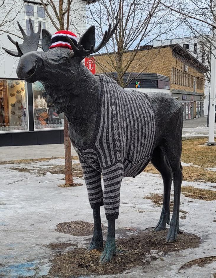 Life In Norway in 14 Fascinating Images moose with sweater