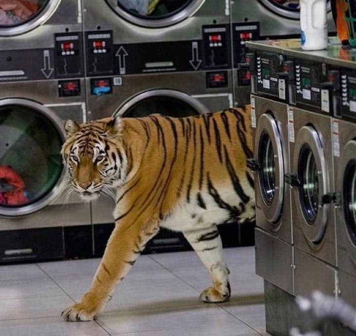 Bizarre Pictures tiger at a laundromat