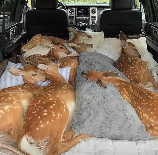 Bizarre Pictures deer in a car