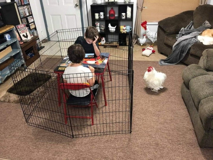 Bizarre Pictures chicken indoors