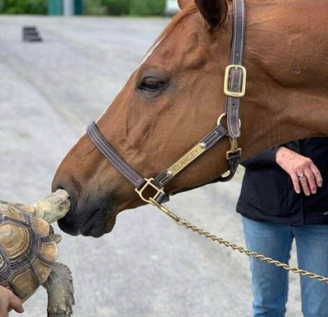Bizarre Pictures turtle and horse