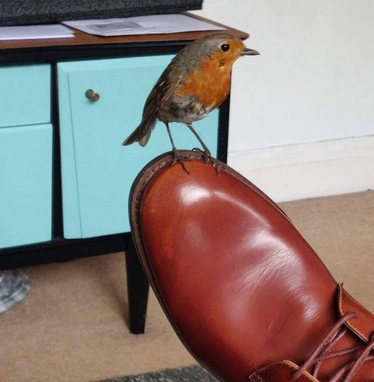 Animal Guest Found In Unexpected Places robin