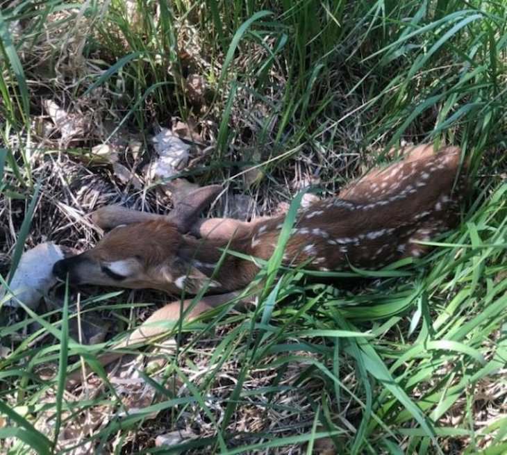 Animal Guest Found In Unexpected Places baby fawns