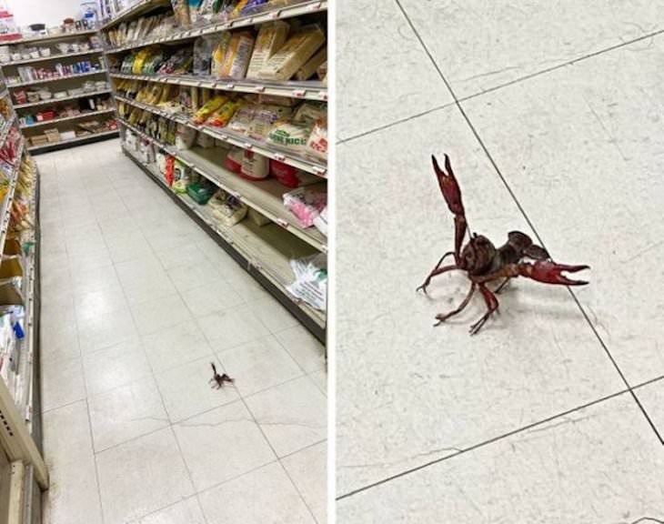 Animal Guest Found In Unexpected Places crayfish