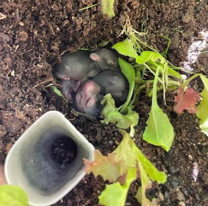 Animal Guest Found In Unexpected Places bunnies