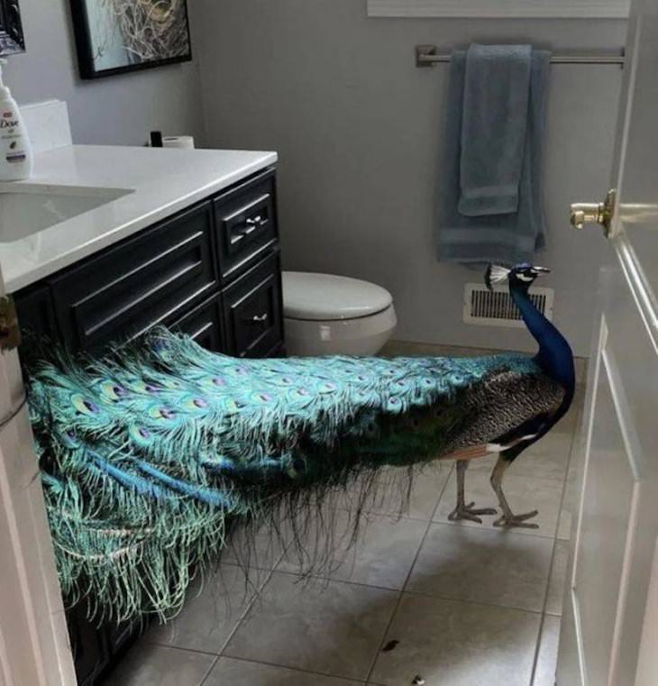 Animal Guest Found In Unexpected Places peacock