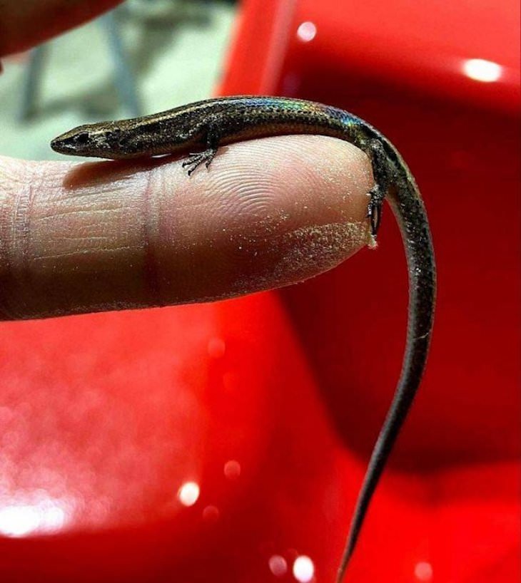 Animal Guest Found In Unexpected Places rainbow skink