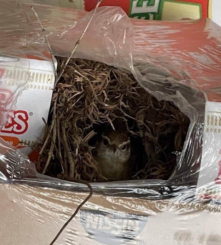 Animal Guest Found In Unexpected Places bird in ramen