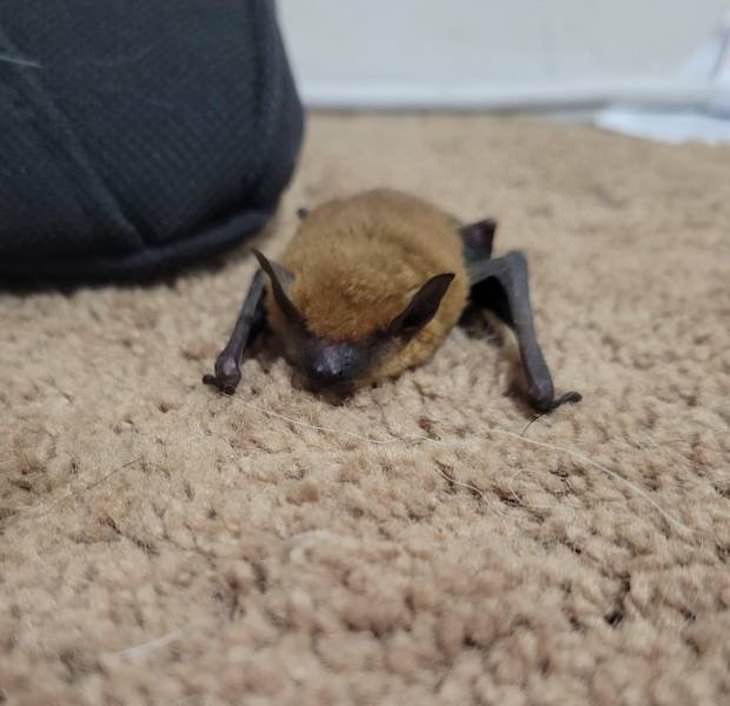 Animal Guest Found In Unexpected Places baby bat