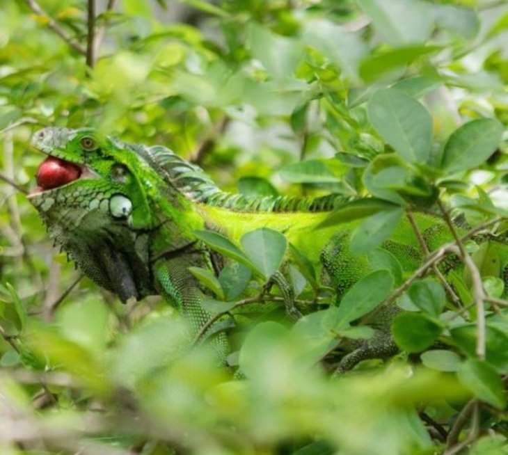 Animal Guest Found In Unexpected Places iguana