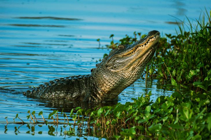 Fun Facts Alligator