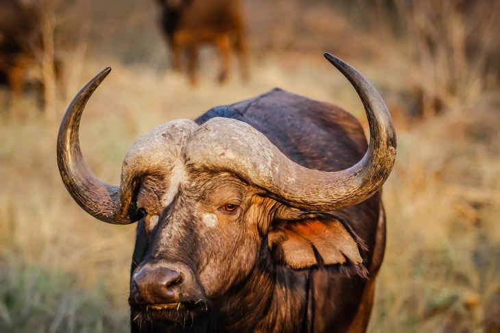 Fun Facts African giant buffalo