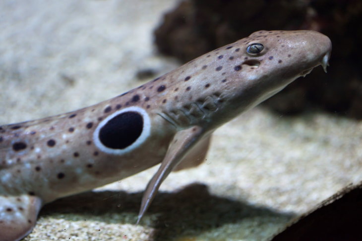 Fun Facts Epaulette shark