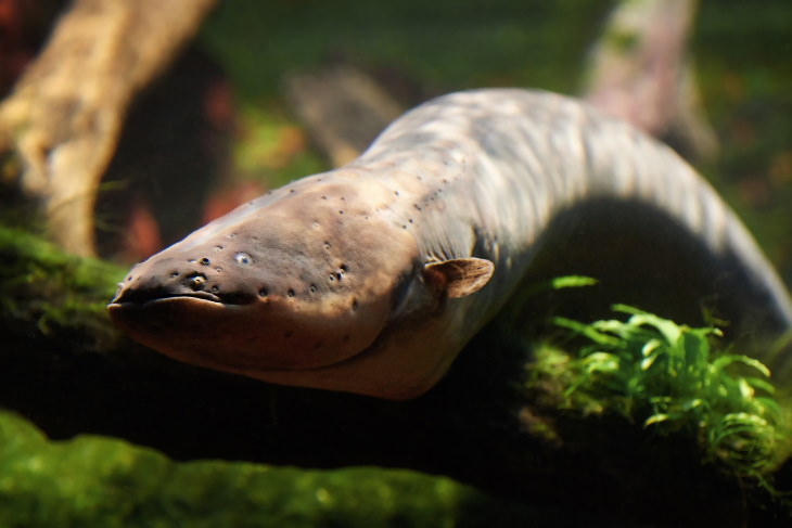 Fun Facts electric eel electric eel