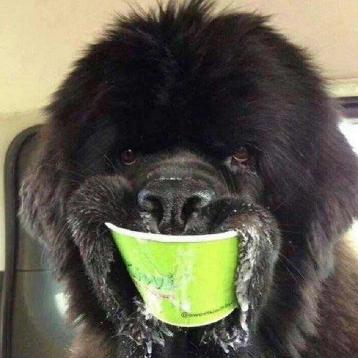 Funny and Cute Pets, ice cream, dog