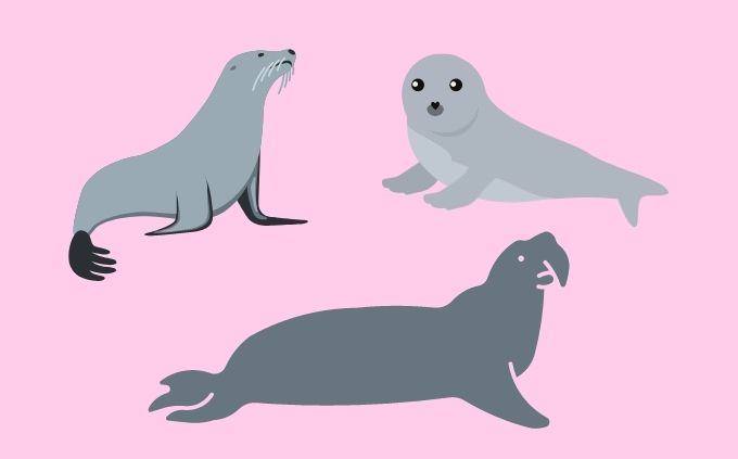 מבחן הבדלי חיות: פיל ים, אריה ים וכלב ים