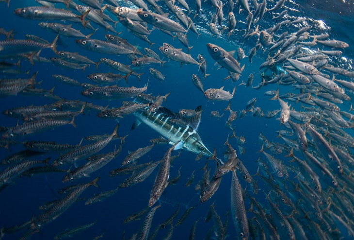 World Oceans Day Photo Contest Winners Jacopo Brunetti