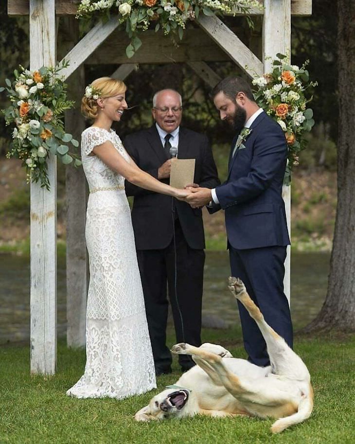 Funny Wedding Photos, dog