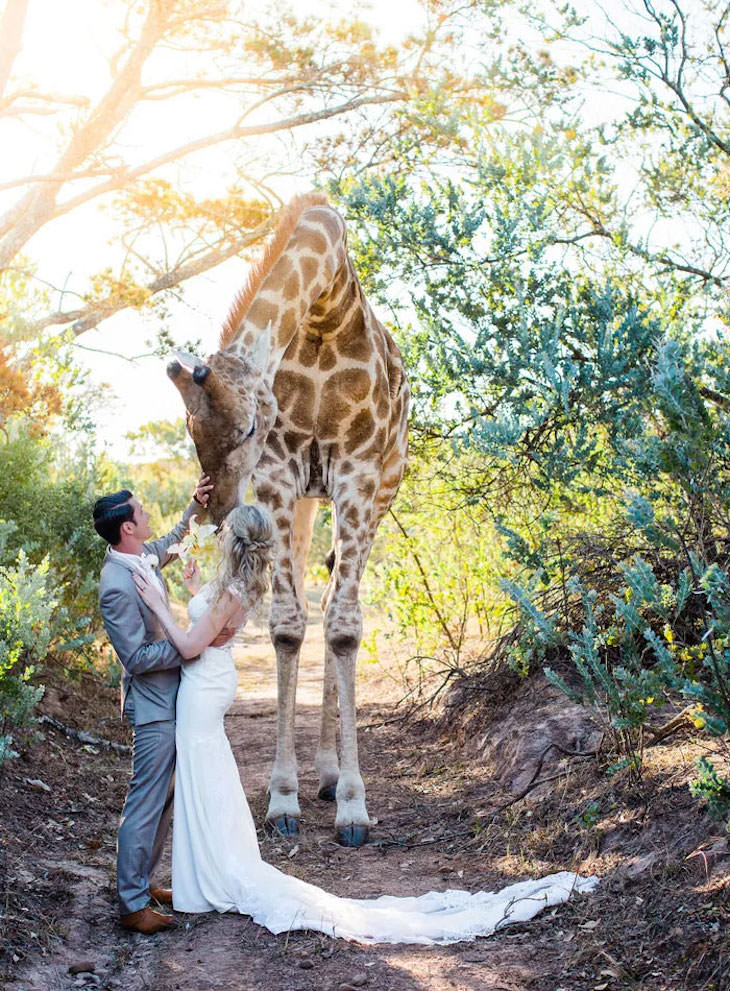 Funny Wedding Photos giraffe
