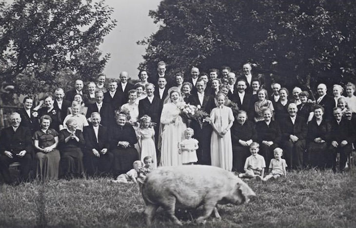 Funny Wedding Photos pig