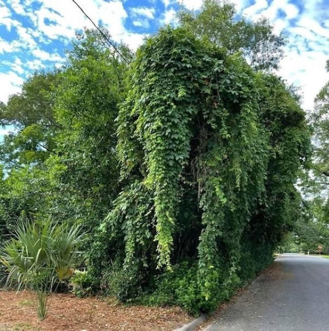 Optical Illusions elephant tree