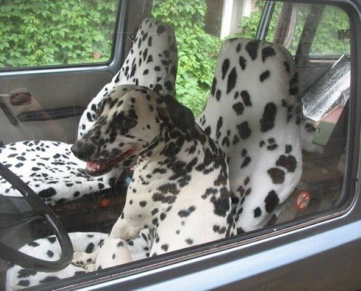 Optical Illusions dalmation