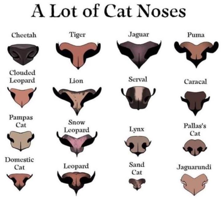 Terrific Charts & Maps cat noses