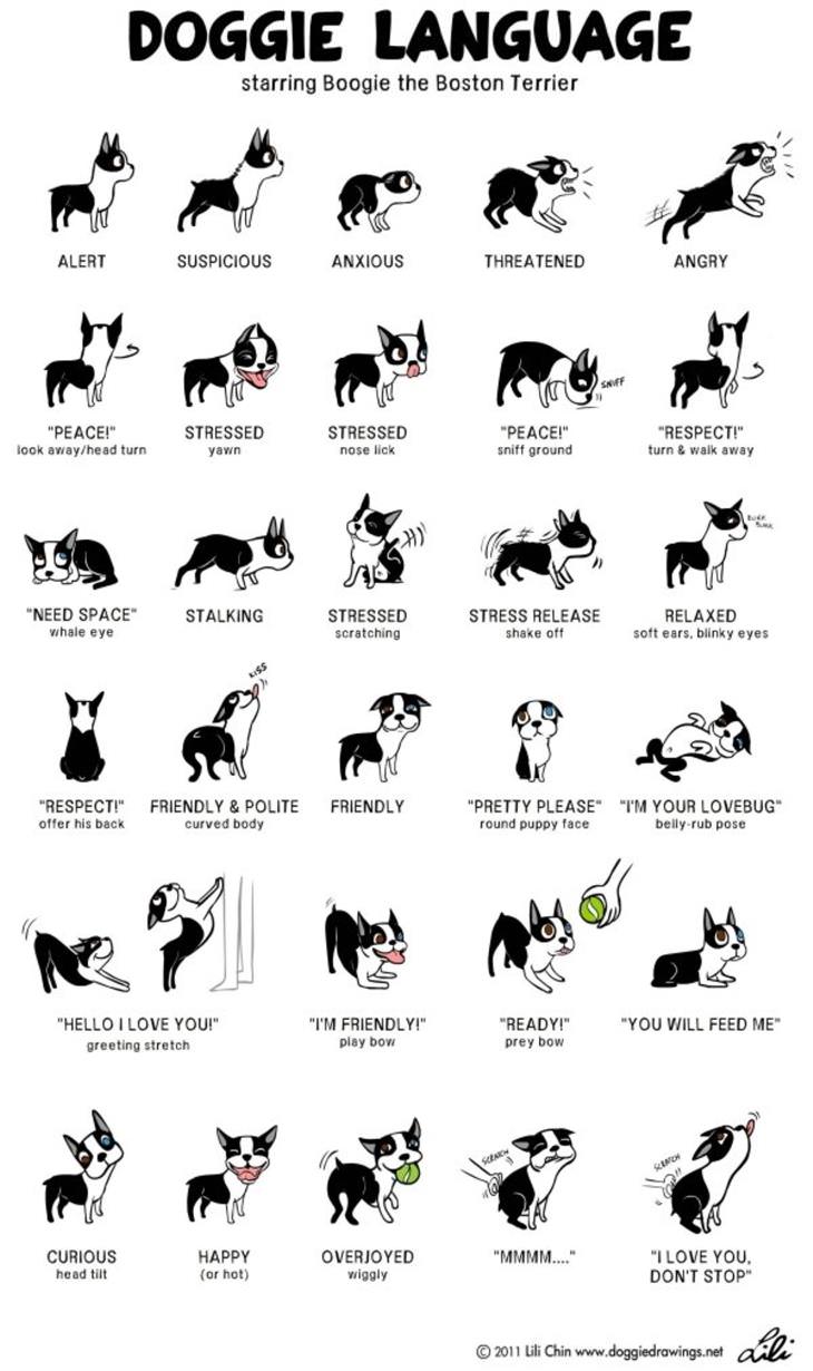 Terrific Charts & Maps dog language