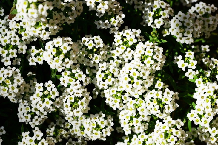 Flowers to Grow in August and Early Fall Alyssum