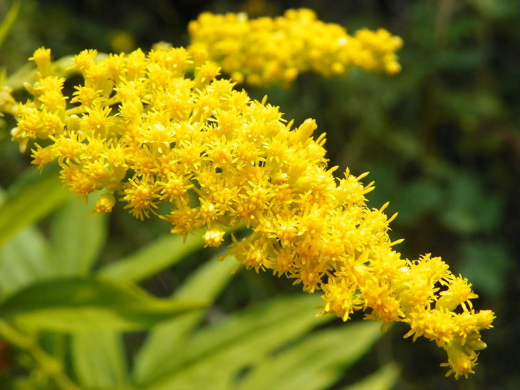 Flowers to Grow in August and Early Fall Goldenrod