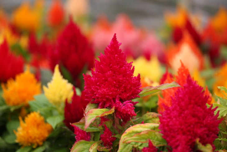 Flowers to Grow in August and Early Fall Cockscomb