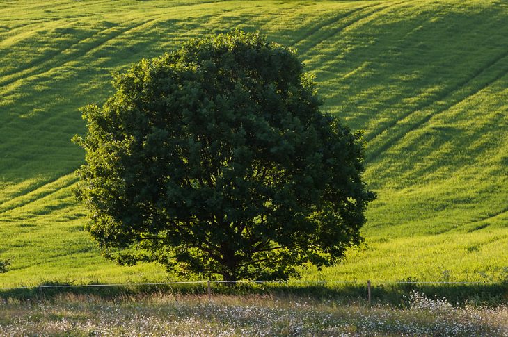 oak tree over the seasons