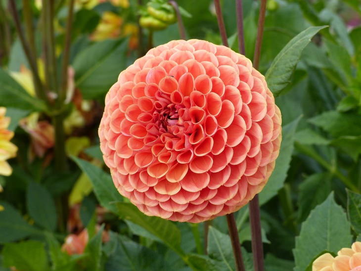 Flowers to Grow in August and Early Fall Dahlia