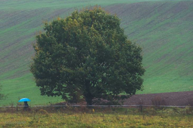 oak tree over the seasons