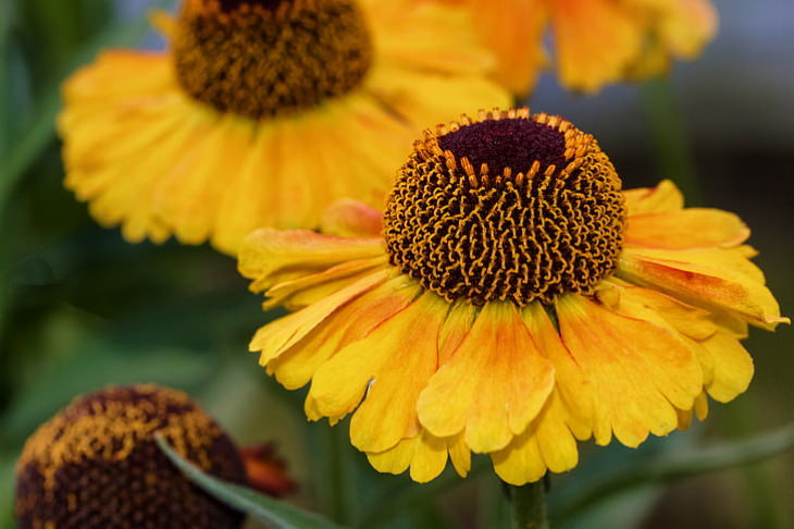 Flowers to Grow in August and Early Fall Sneezeweed