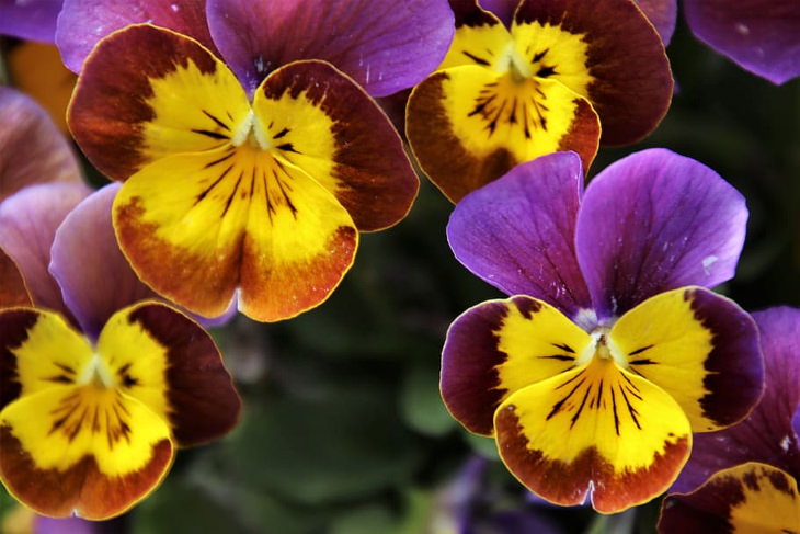 Flowers to Grow in August and Early Fall Pansies