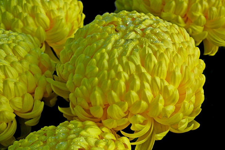 Flowers to Grow in August and Early Fall Chrysanthemums