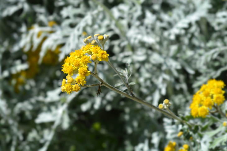 Flowers to Grow in August and Early Fall Silver ragwort