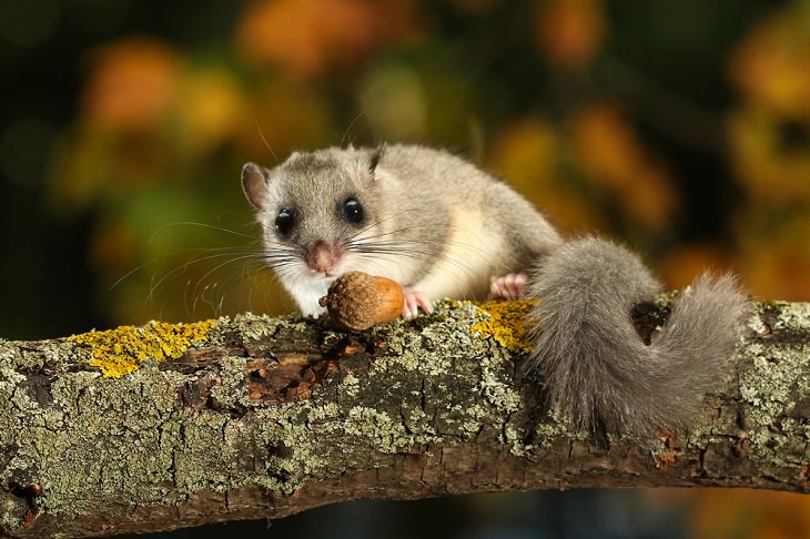 Good News Stories, dormice