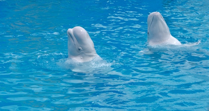 First 'retirement home' for showbiz beluga whales