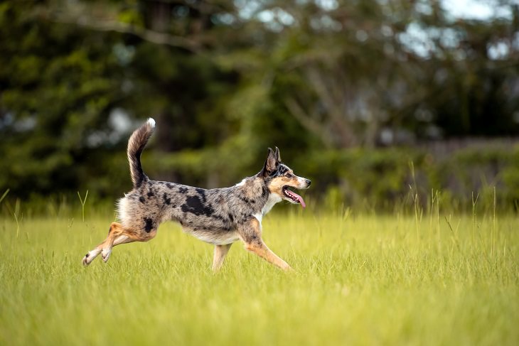 Good News Stories, Koolie dog