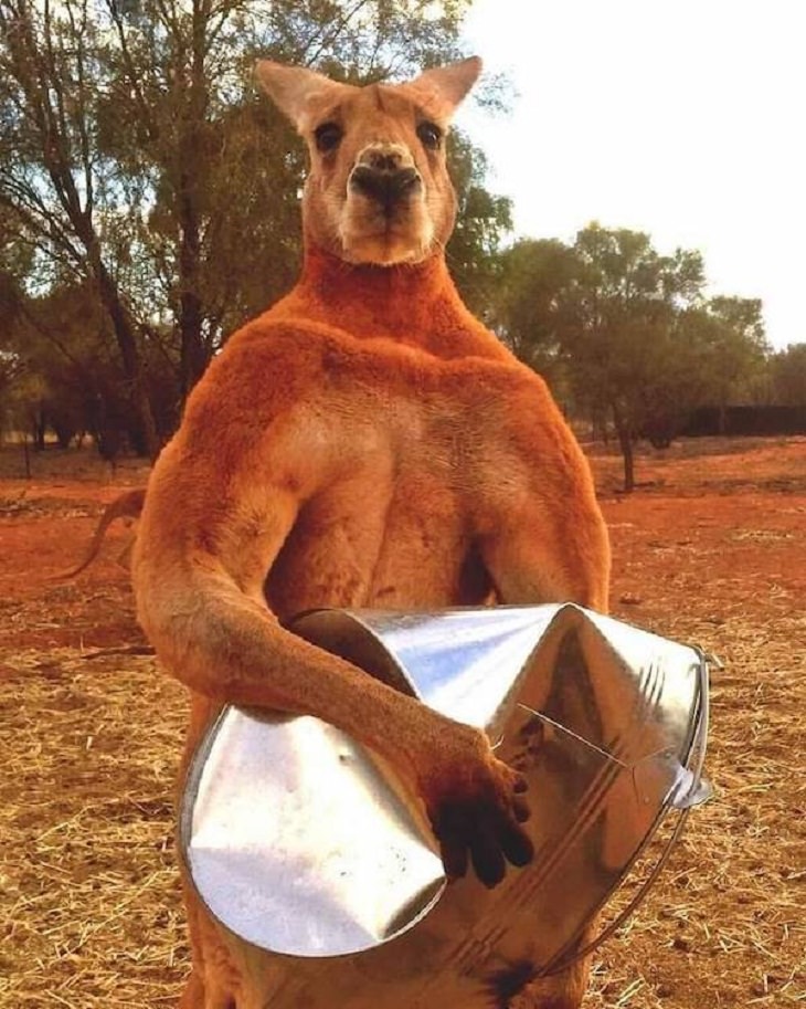 Funny Animals Pics, kangaroo 