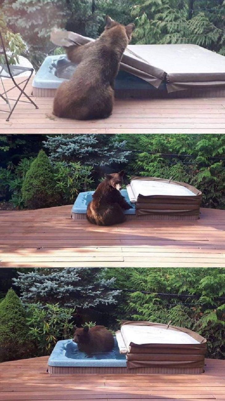 Funny Animals Pics, bear 