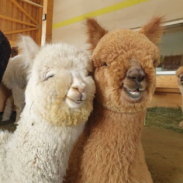 Funny Animals Pics, llama