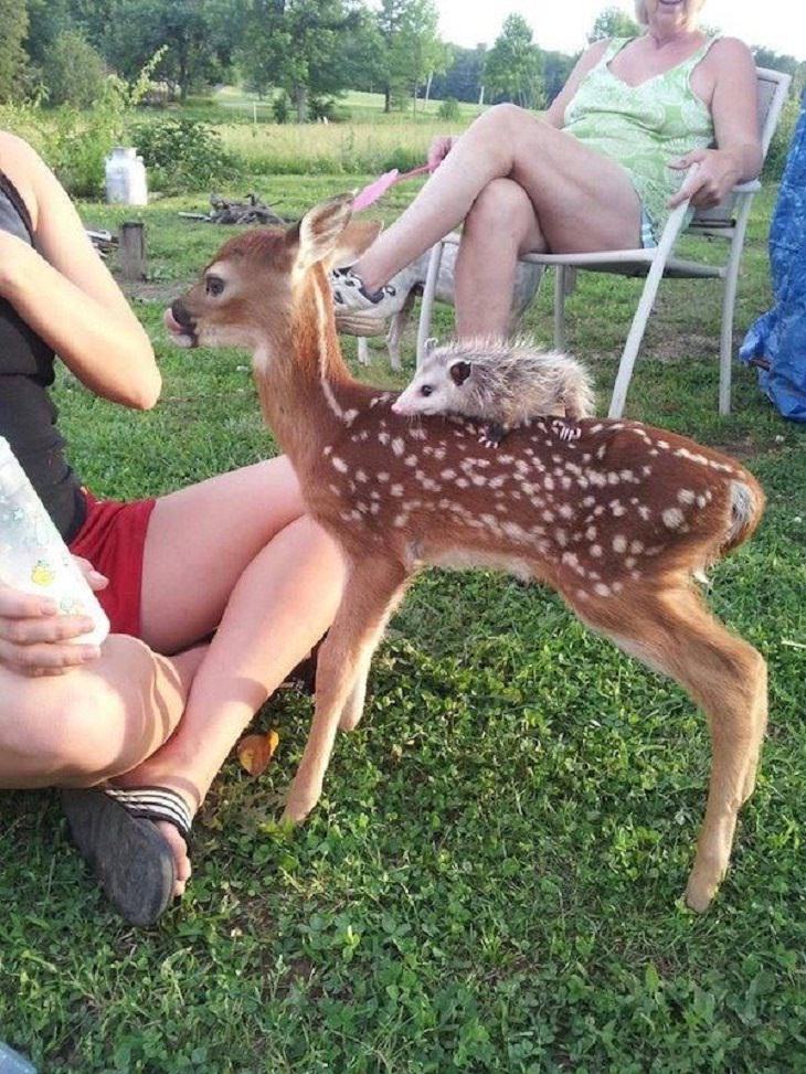 Funny Animals Pics, deer