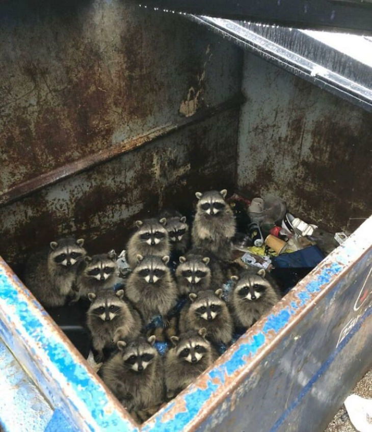 Funny Raccoon Pictures group of raccoons