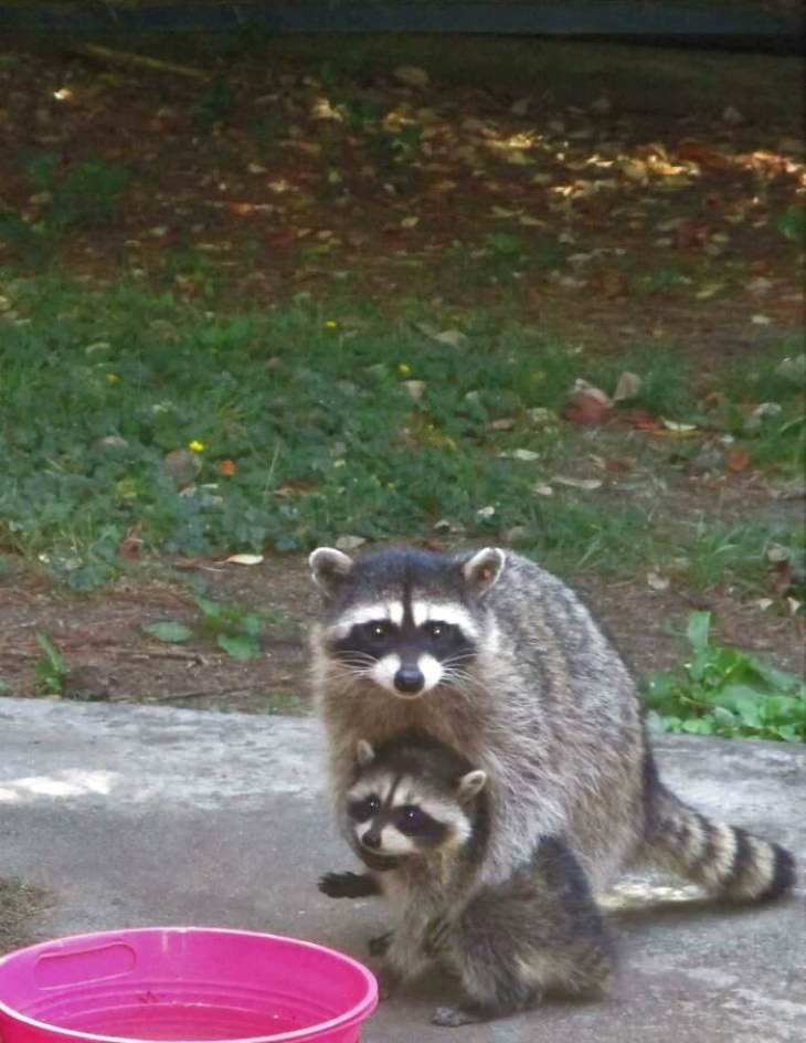 Funny Raccoon Pictures mother holds baby raccoon