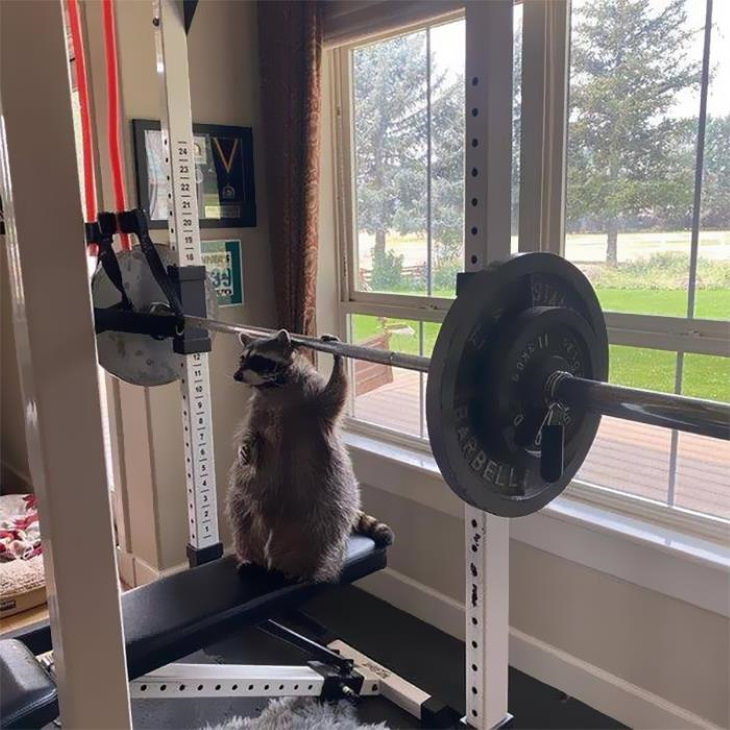 Funny Raccoon Pictures gym