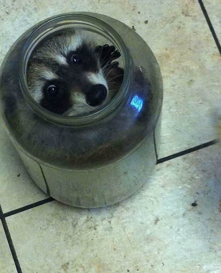 Funny Raccoon Pictures raccoon in a jar